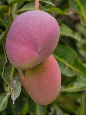 Mangue sensation /Edward Bio Equateur-les 350g