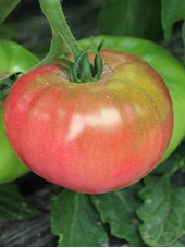 Tomate générose Bio de France- 500g  (douce et savoureuse)