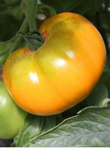 Tomate ronde charnue Bio de France -500g  (rose et jaune, savoureuse)