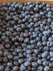 Barquette de myrtilles sauvages des Vosges- 500g (véritables)
