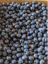 Cagette de myrtille Bio des Vosges- 2kg vrac (confiture)