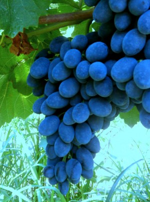 Raisin noir Bio Italie-500g 