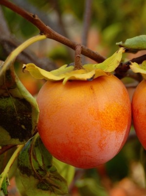 Kaki Bio rouge brillant d'Espagne-500g (cal 16-20) Kaki Bio rouge brillant d'Espagne-500g (cal 16-20)